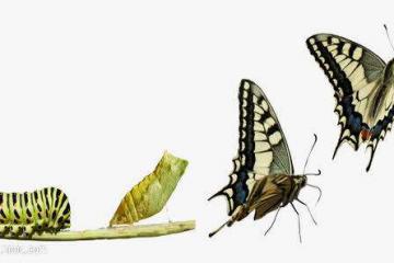 蝶變：順豐開打另一場(chǎng)戰(zhàn)事