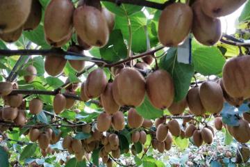 淘寶天貓宣布新目標，100個10億級的生意機會來了