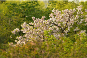 劈開紅海：三元前驅(qū)體新秀IPO，利潤3年翻四倍
