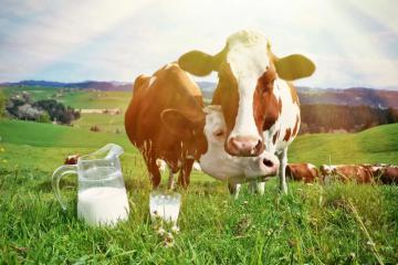 估值100億的“一頭?！?，要上市了