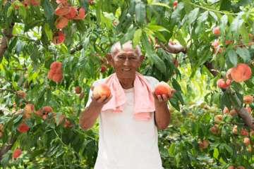 平谷大桃：一個(gè)新電商村的逆襲之路