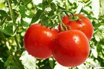 經(jīng)濟日報攜手京東發(fā)布數(shù)據(jù)特色農(nóng)貨廣受歡迎