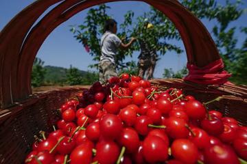 美團買菜實現(xiàn)盈虧平衡，重啟擴張計劃，近期將在蘇州開城