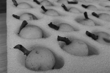 快遞打響塘棲枇杷寄遞大戰(zhàn)