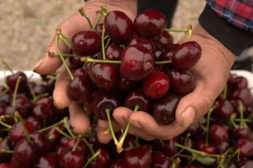 　搶“鮮”下江南！京東航空開通“山東櫻桃專線”