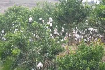 【原創(chuàng)】開展鮮果冷鏈要解決的問題