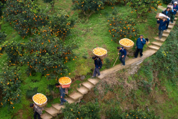 順豐入局直播帶貨，售賣生鮮產(chǎn)品