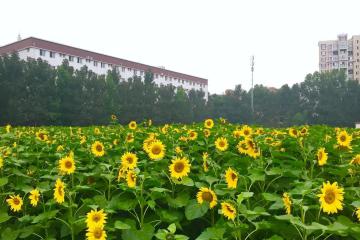 直播、醫(yī)藥、支付…快遞公司為擴生態(tài)密集推出新業(yè)務