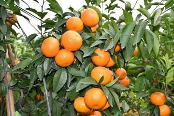 農(nóng)業(yè)農(nóng)村部發(fā)文：支持建設(shè)一批田頭冷藏保鮮設(shè)施，推動(dòng)建設(shè)一批縣域農(nóng)副產(chǎn)品電商直播基地