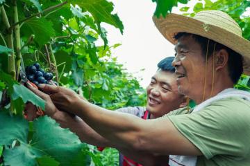 今年旺季，順豐這么打