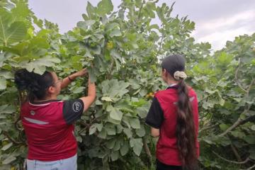 “航空+冷鏈”新突破，圓通助新疆無花果百余城48h達(dá)