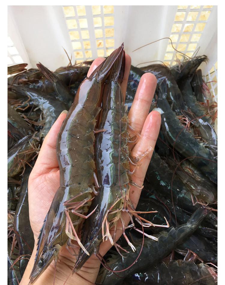 厄爾多瓦白蝦進(jìn)口清關(guān)報(bào)關(guān)