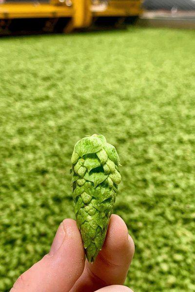 俄羅斯老米樂(lè)啤酒花烈性啤酒精釀白啤天津港進(jìn)口報(bào)關(guān)材料