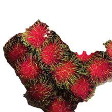 天津港進(jìn)口泰國(guó)紅毛丹新鮮水果大果大目鳳梨釋迦荔枝報(bào)關(guān)清關(guān)