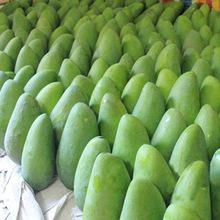 進口泰國芒果象牙貴妃橡皮糖水果糖熱帶水果青島港報關