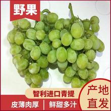 進(jìn)口日本晴王無籽青提陽光網(wǎng)紅水果生鮮孕婦葡萄青島港報(bào)關(guān)