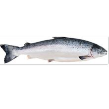 青島進(jìn)口挪威智利三文魚大西洋鮭魚刺身壽司食材水產(chǎn)品清關(guān)