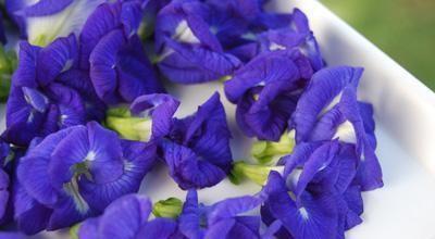 天津港進(jìn)口泰國(guó)蝶豆花新鮮原裝中藥材批發(fā)霧霾藍(lán)報(bào)關(guān)清關(guān)