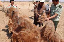 海綿寶寶天津進口蒙古國羊駝絨駱駝皮毛填充物大宗普貨報關(guān)清關(guān)