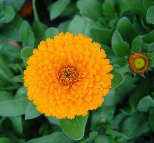 上海港長(zhǎng)生菊降三高常春花金盞花西班牙進(jìn)口清關(guān)過程