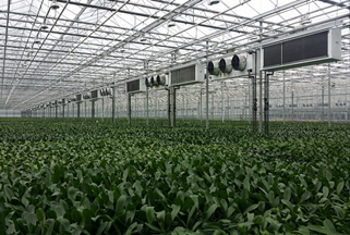 尹軍琪：農(nóng)業(yè)工業(yè)化將是一場(chǎng)巨大革命